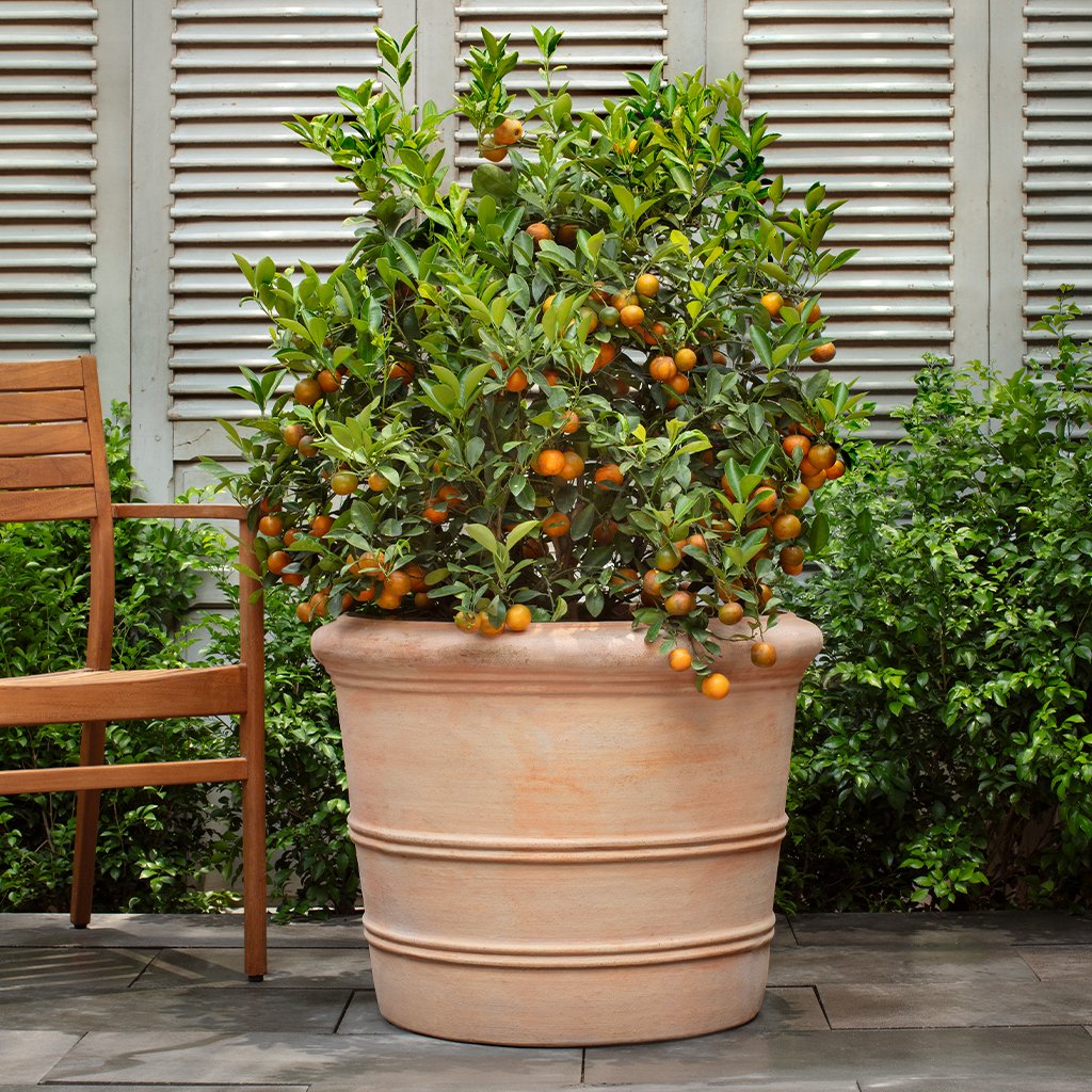 Klassischer Orangerie Pflanztopf || Terrakotta