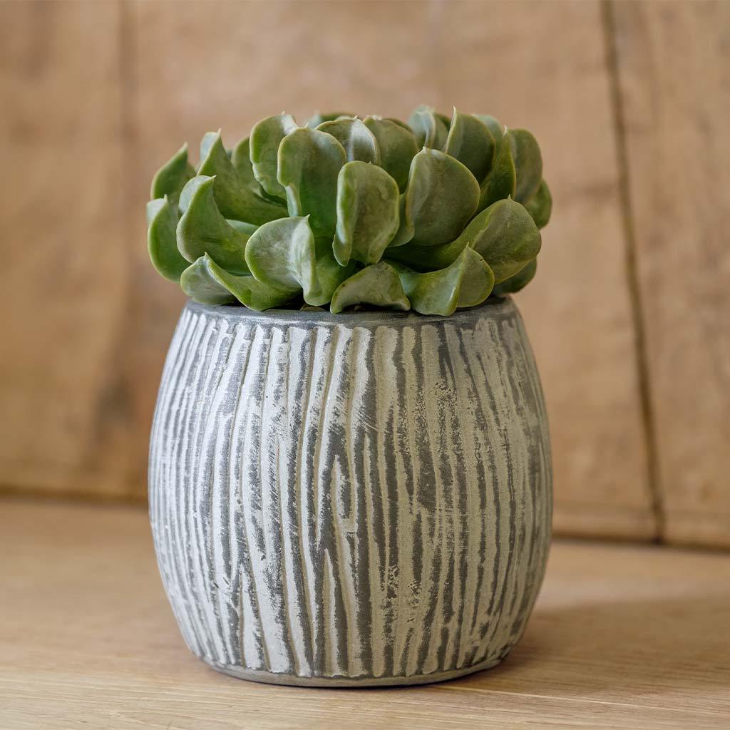 Coconut Planter || Grey & Whitewash