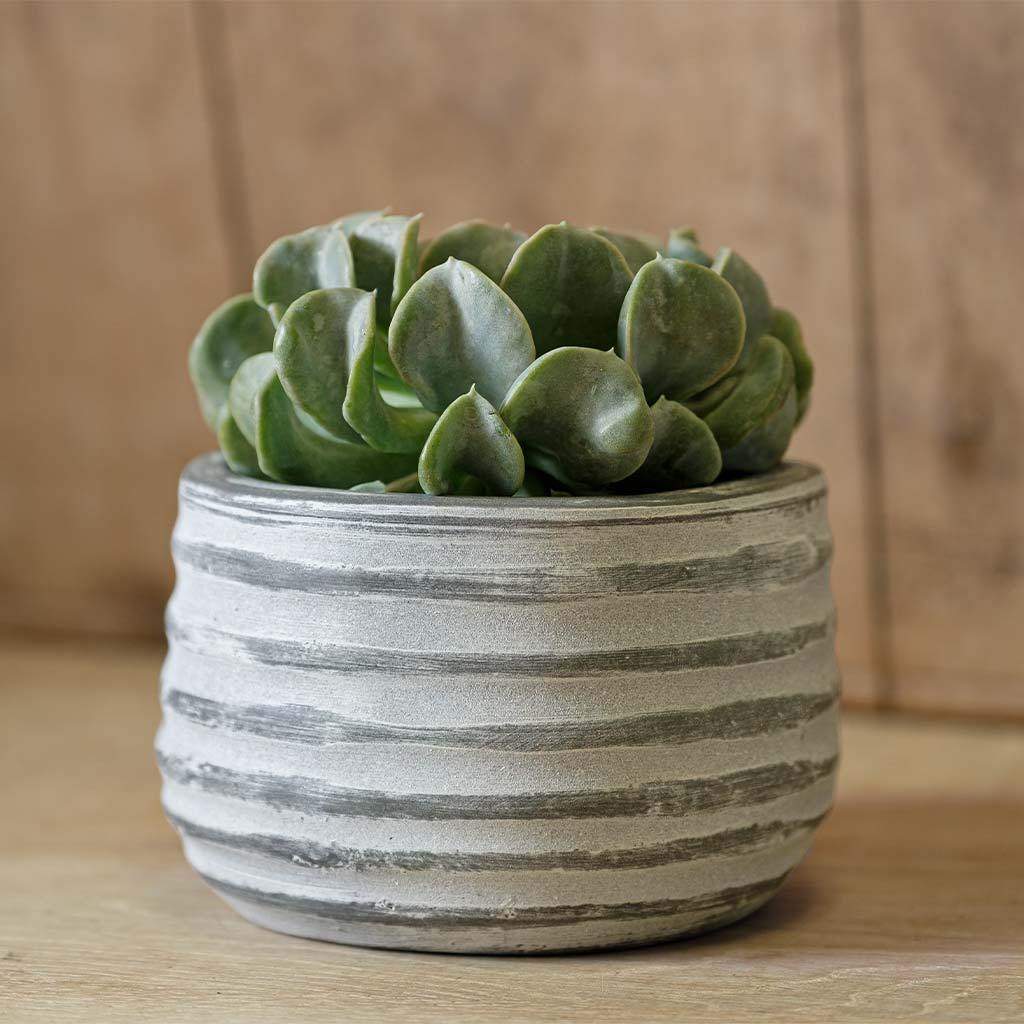 Etage Planter, Small || Grey & Whitewash