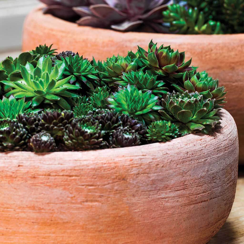 Jardinera Annalise || Terracota