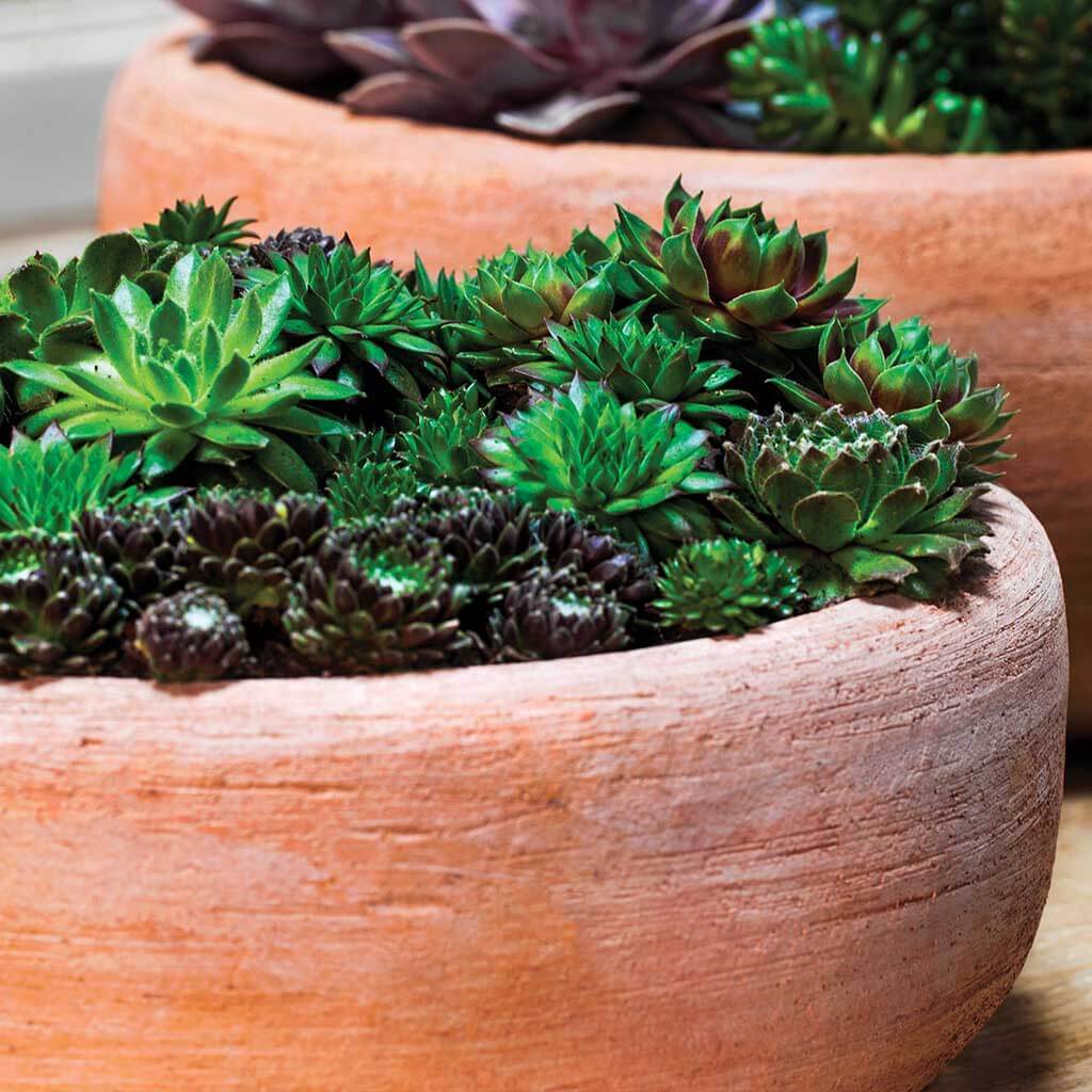 Annalise Planter || Terra Cotta