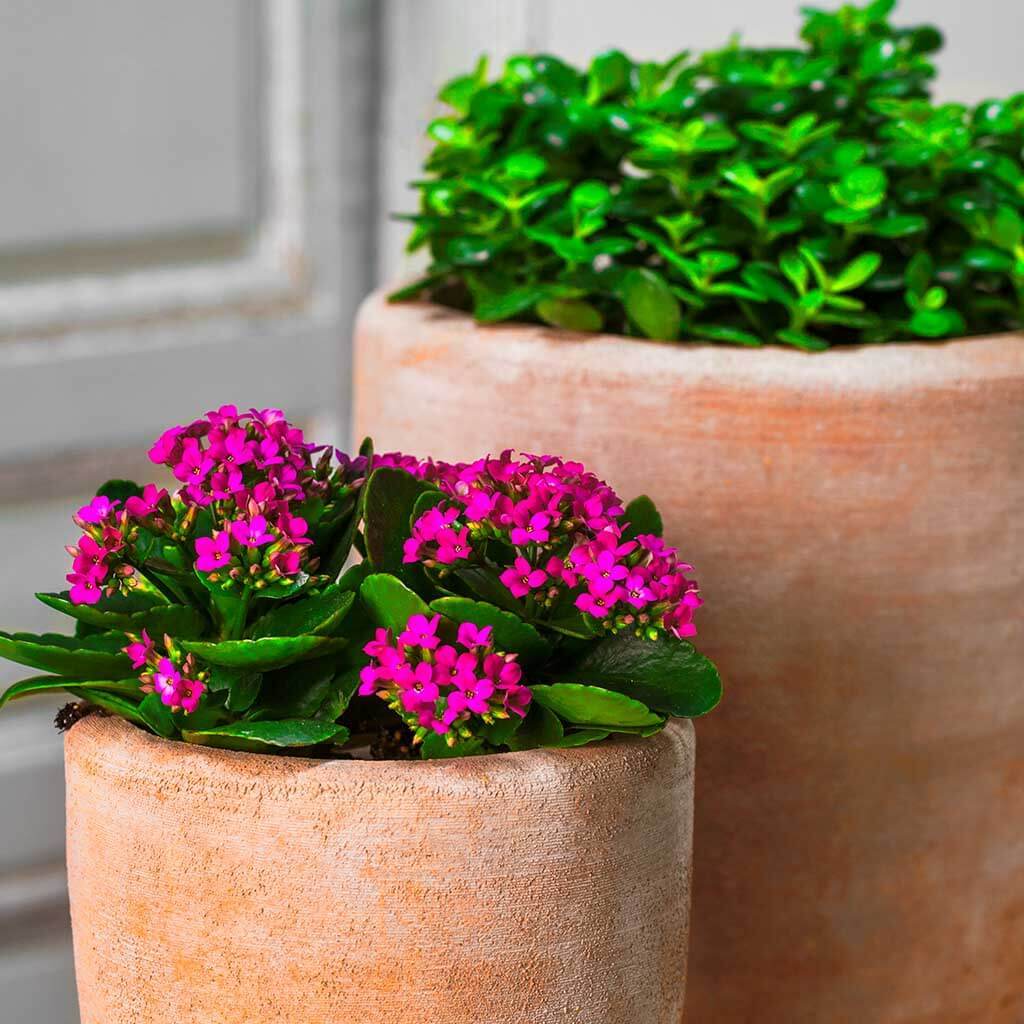 Vaso Abrielle || Terra Cotta