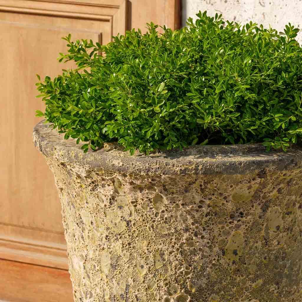 Gironde Planter || Angkor Yellow