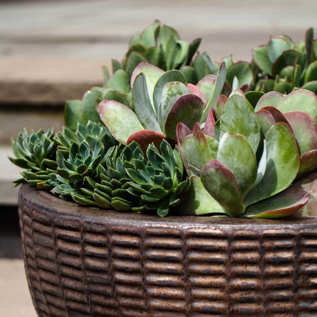 Lattice Basket || Bronze