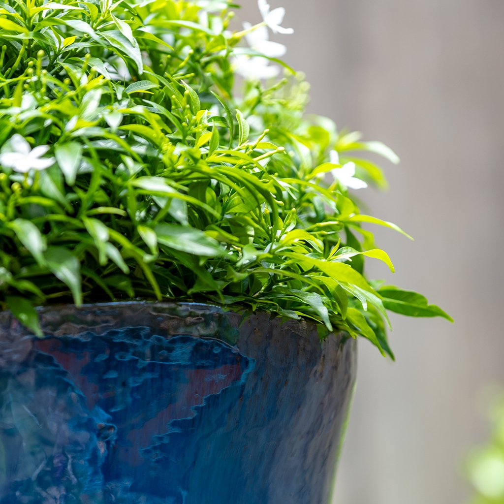 Foxglove Planter || Mediterranean