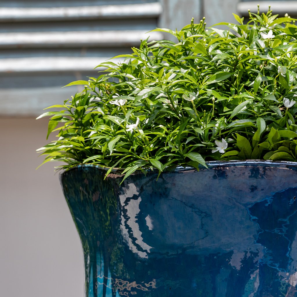 Foxglove Planter || Mediterranean