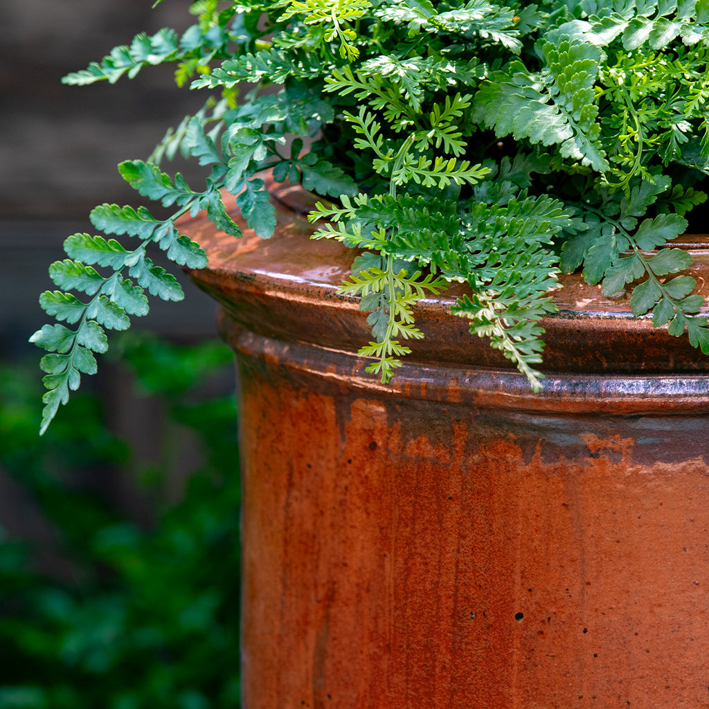 Vaucluse Urn || Brunello