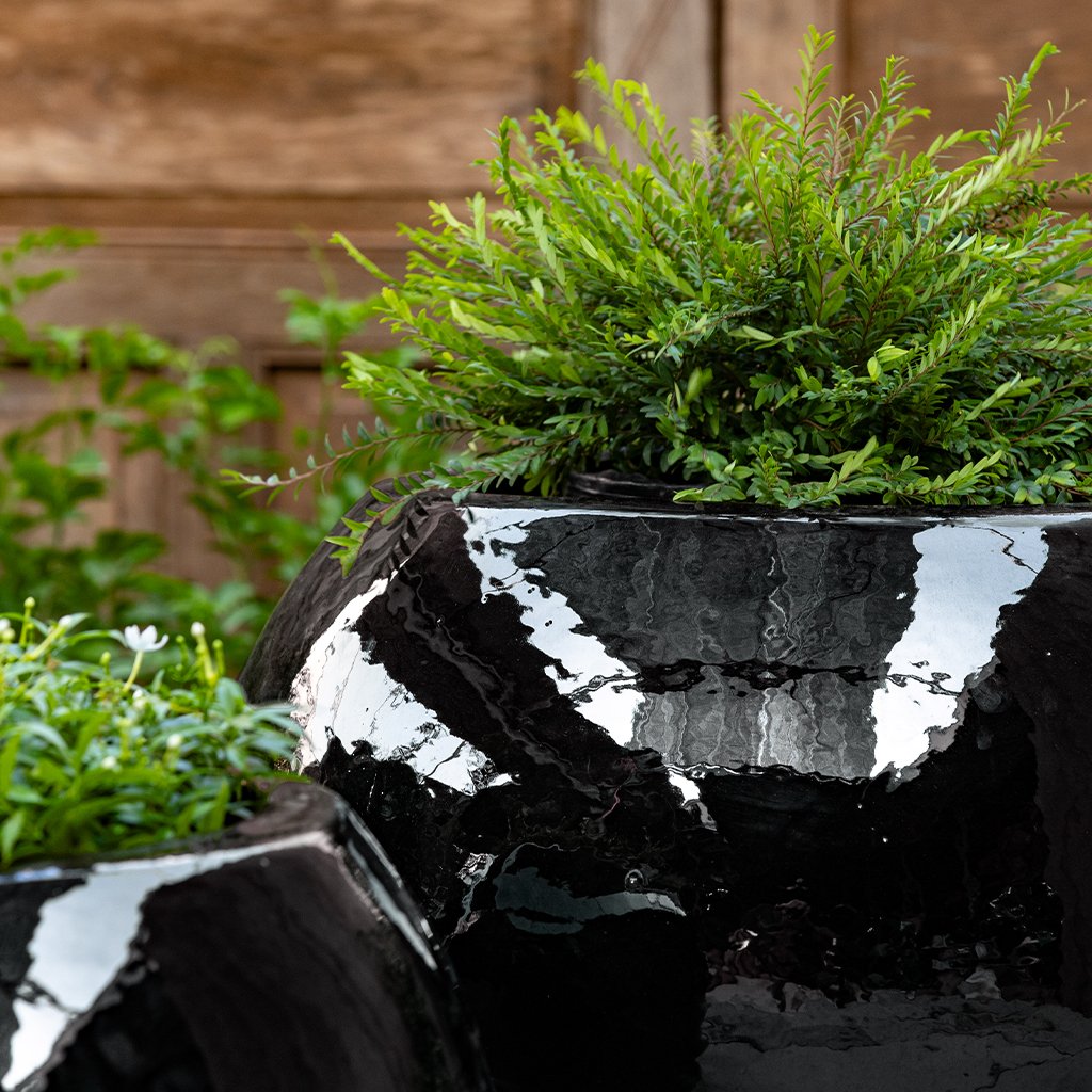 Le Monde Planter || Obsidian