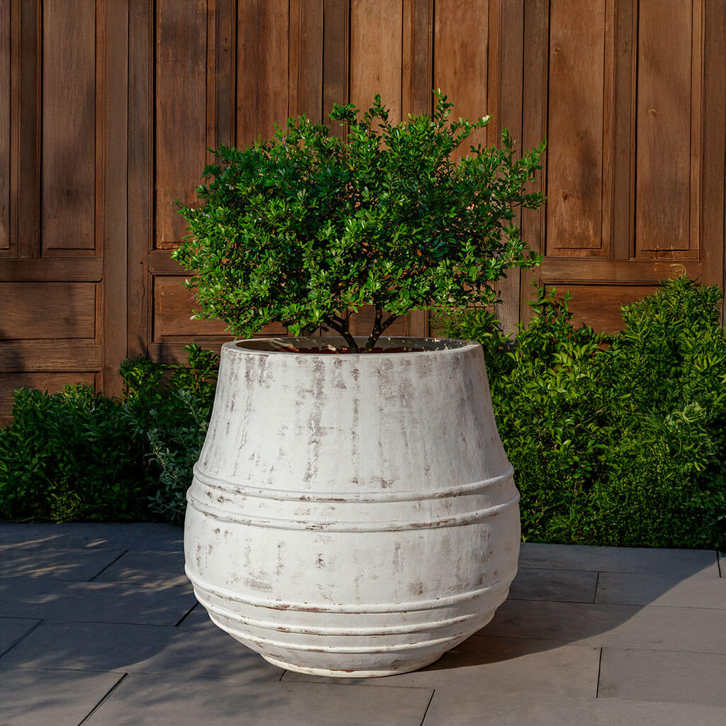 Citron Planter || Whitewash