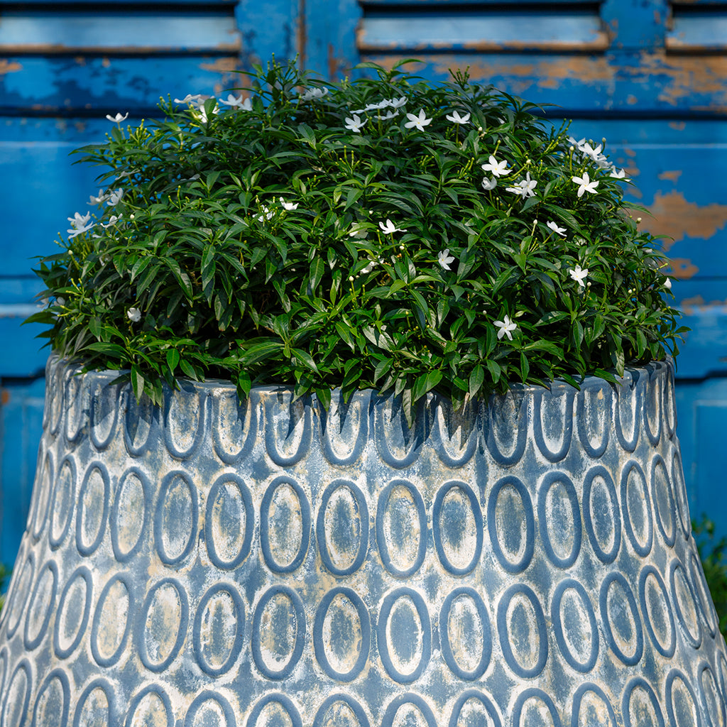 Le Cirque Planter || Murano Cielo