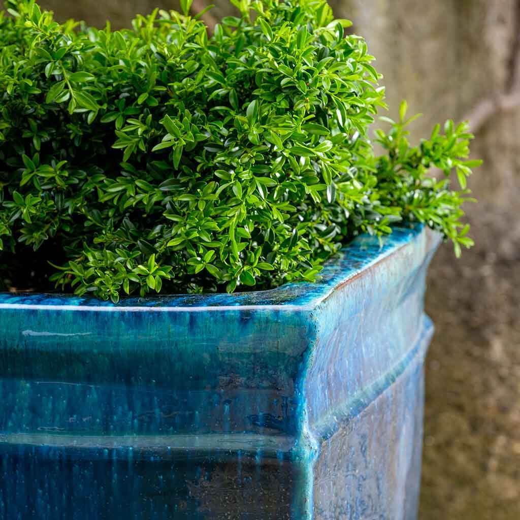 Square Rolled Rim Planter || Mediterranean