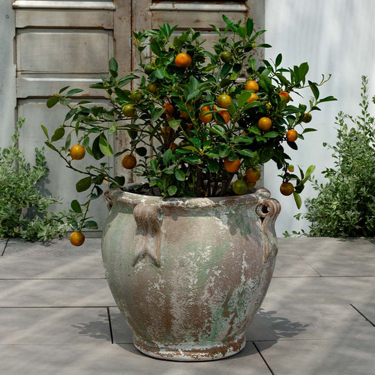 Round Handle Planter || Murano Fresco