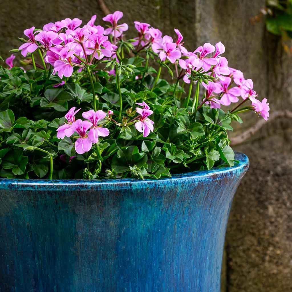 Jardinera Campana || Mediterráneo