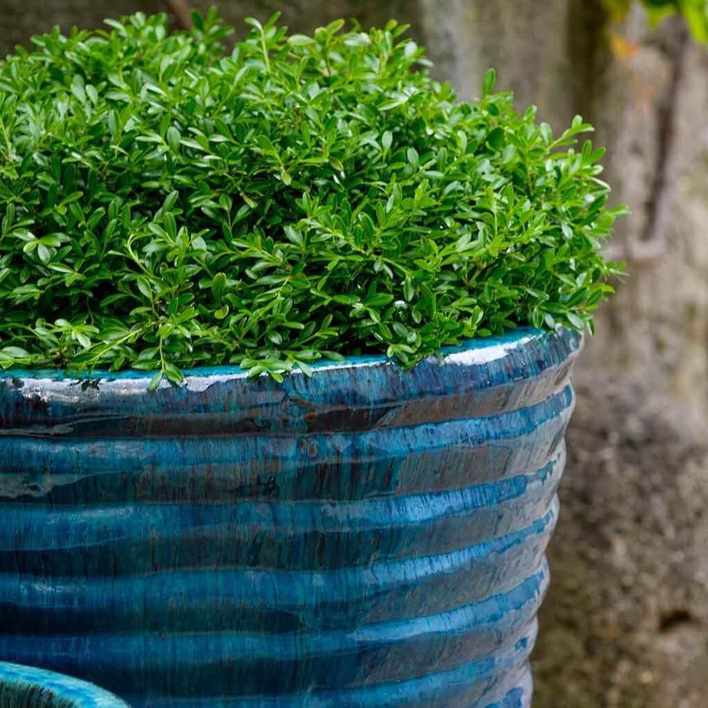 Round Ruffle Planter || Mediterranean