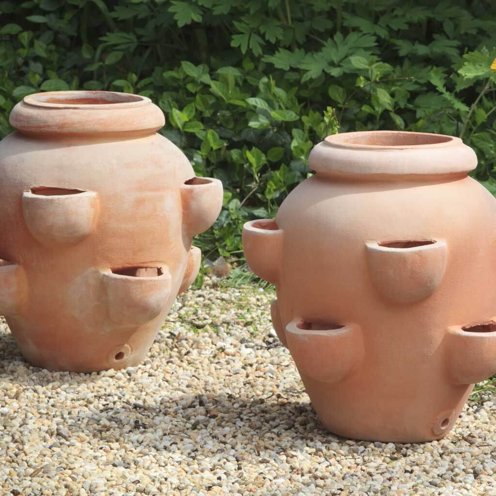 Tascandi Aardbeien Pot || Terra Cotta